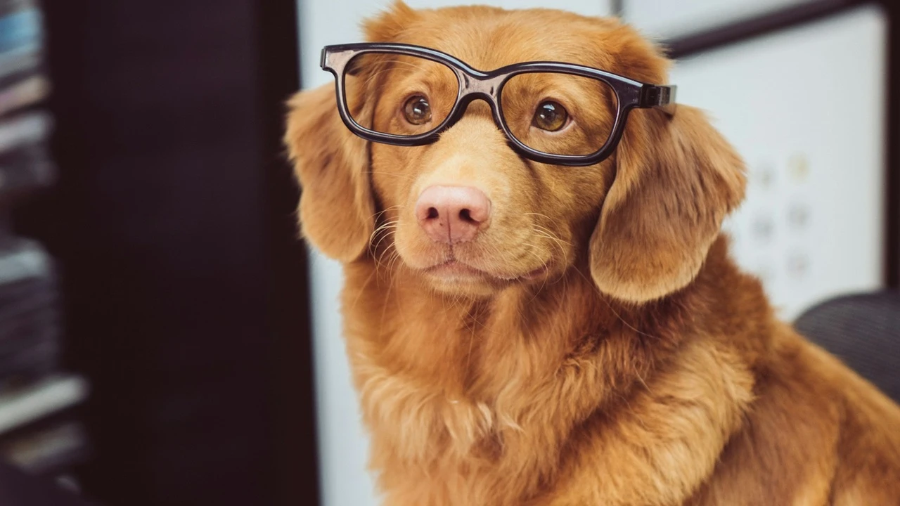 Como descobrir o Q.I do seu cachorro?
