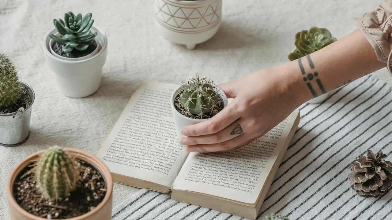 O que significam os cactos para o Feng Shui?