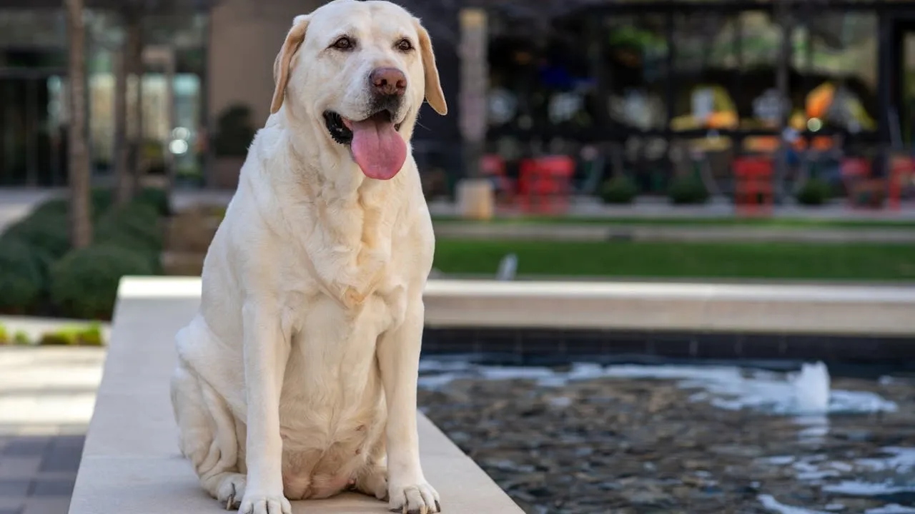 Esta é a raça de cachorro mais popular de 2025