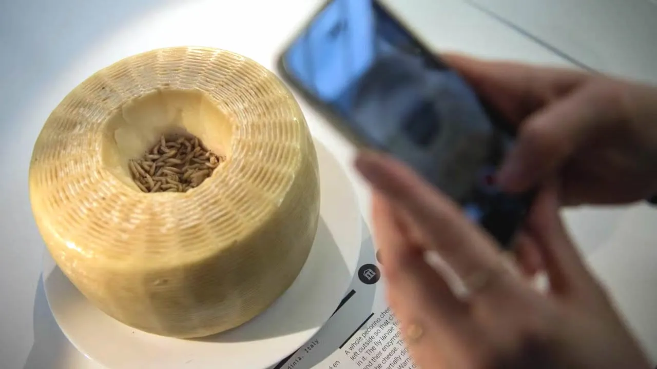 Casu Marzu, o queijo mais perigoso do mundo.