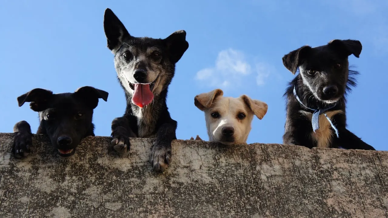 Esta é a raça de cachorro mais popular de 2025