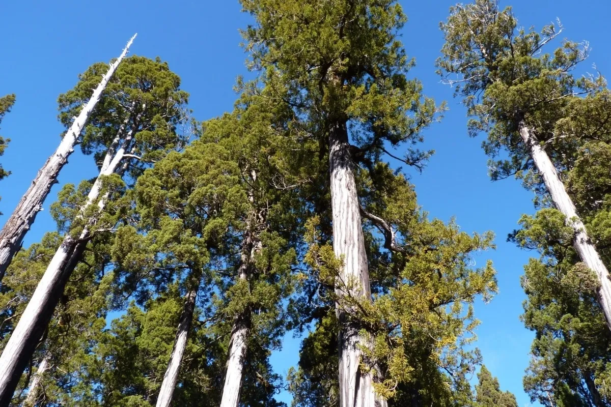 O “Gran Abuelo” da Patagônia