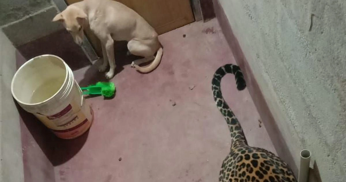 Cachorro e leopardo são trancados em banheiro e o desfecho ninguém esperava.