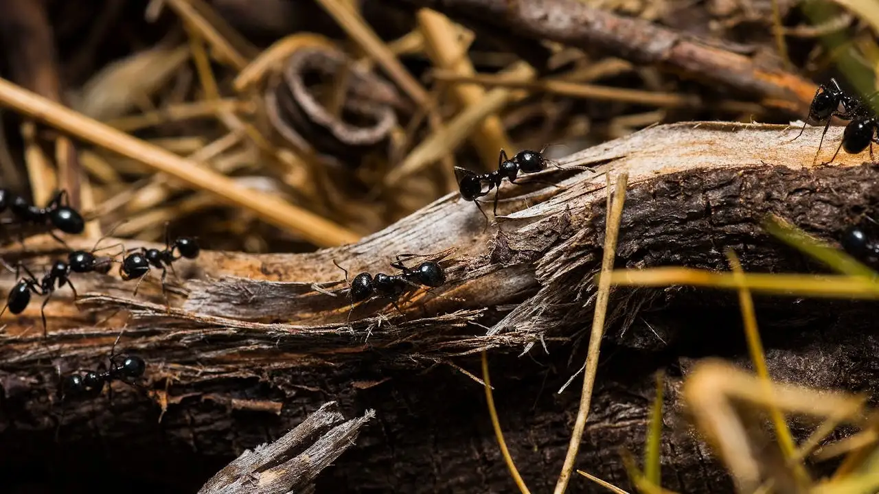 Quantos coletivos tem uma formiga? Não é só formigueiro!