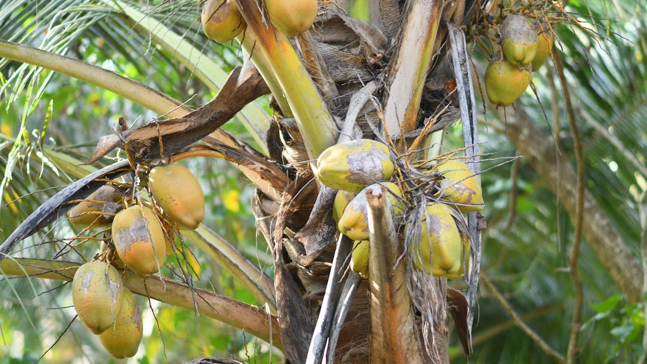 Como plantar coqueiro diretamente no jardim?