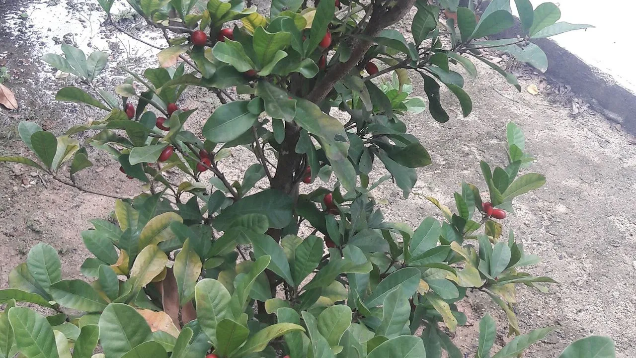 Por que a miraculina é considerada a fruta mais doce?